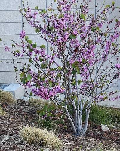 Cercis occidentalis (standard form)