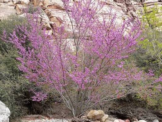 Cercis occidentalis (standard form)