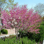 Cercis occidentalis (standard form)