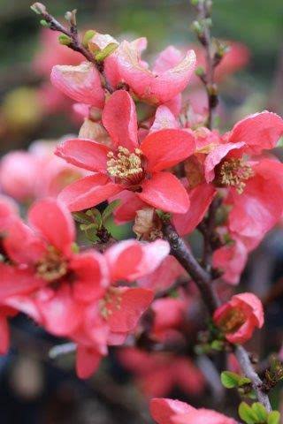 Chaenomeles japonica 'Texas Scarlet'