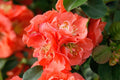 Chaenomeles speciosa 'Double Take Peach'