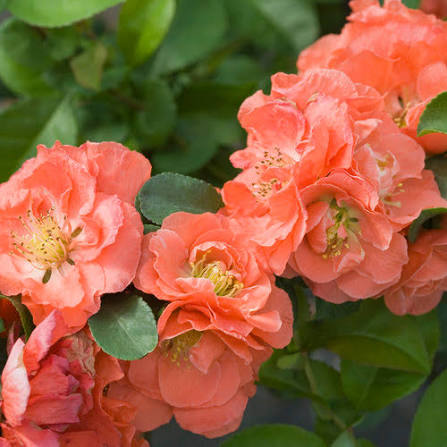 Chaenomeles speciosa 'Double Take Peach'