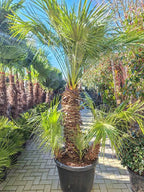 Chamaerops humilis