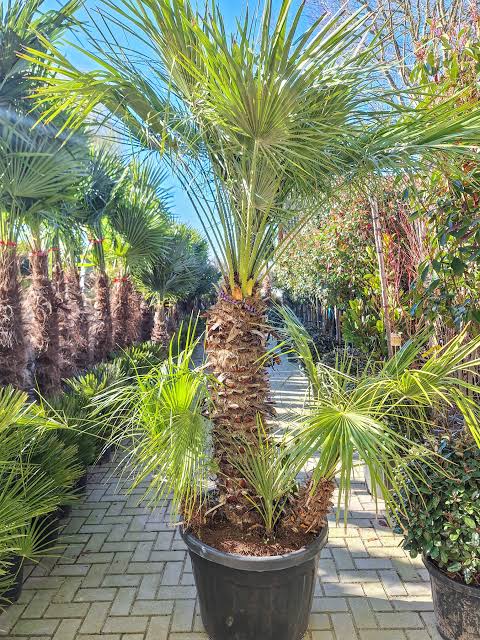 Chamaerops humilis