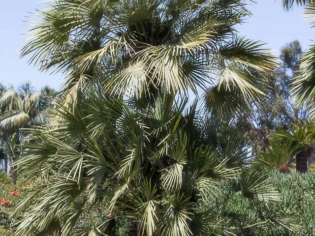 Chamaerops humilis in Perris
