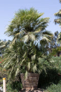 Chamaerops humilis