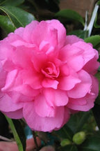 Camellia sasanqua 'Chansonette'