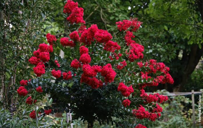 Lagerstroemia indica 'Monred' ('Chica Red') (multi-stem form)