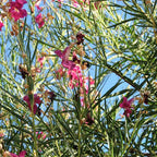 Chilopsis linearis 'Burgundy' (multi-stem form)