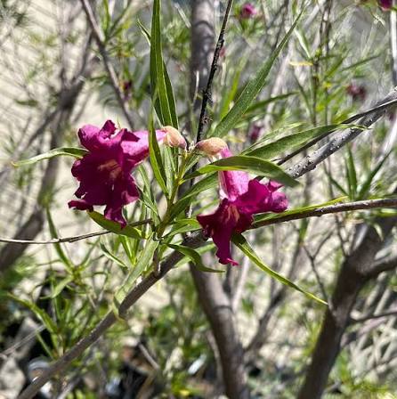 Chilopsis linearis 'Burgundy' (multi-stem form)