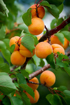 Prunus armeniaca 'Chinese'