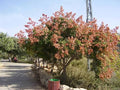 Koelreuteria bipinnata