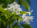 Chionanthus retusus