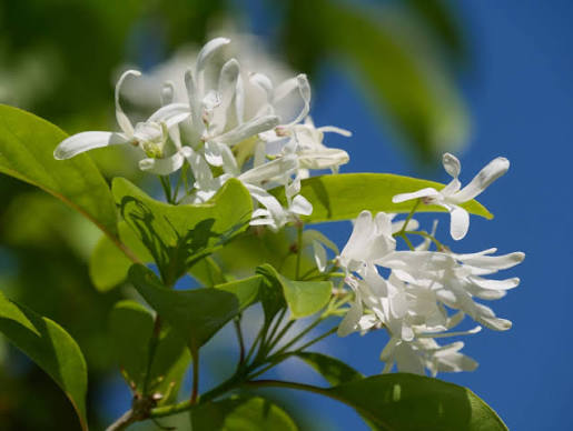 Chionanthus retusus