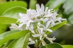 Chionanthus retusus
