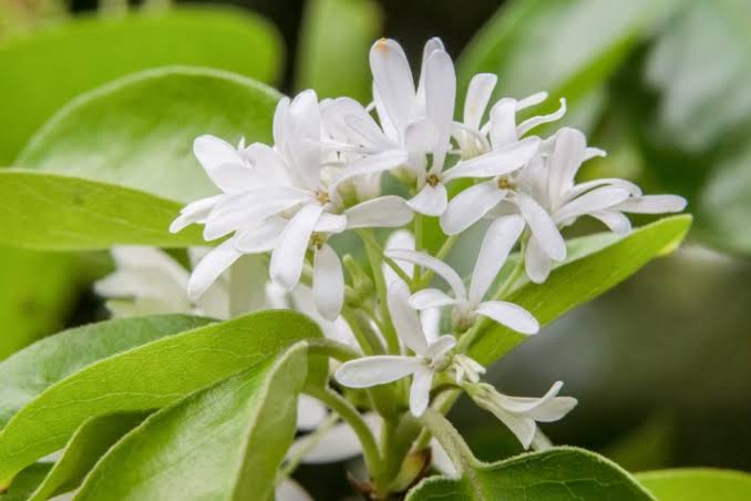 Chionanthus retusus