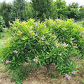 Chitalpa tashkentensis 'El Nino'