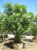 Chitalpa tashkentensis 'Pink Dawn'
