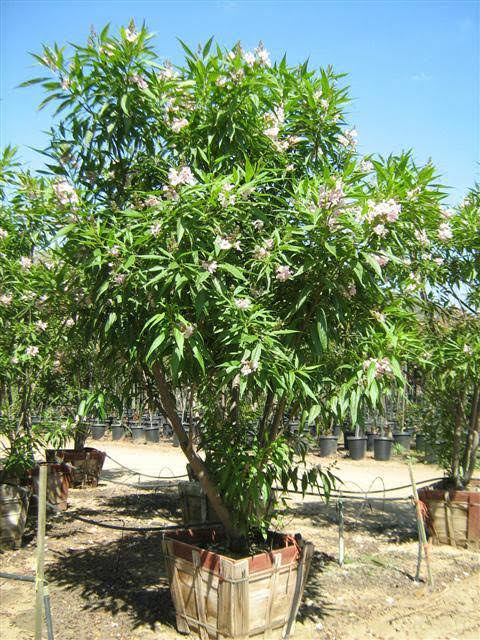 Chitalpa tashkentensis 'Pink Dawn'