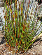 Chondropetalum tectorum
