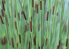 Chondropetalum tectorum