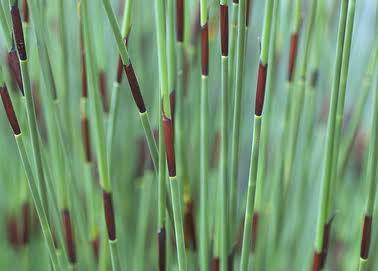 Chondropetalum tectorum