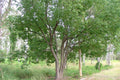 Cinnamomum camphora (multi-stem form)