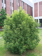 Cinnamomum camphora (multi-stem form)