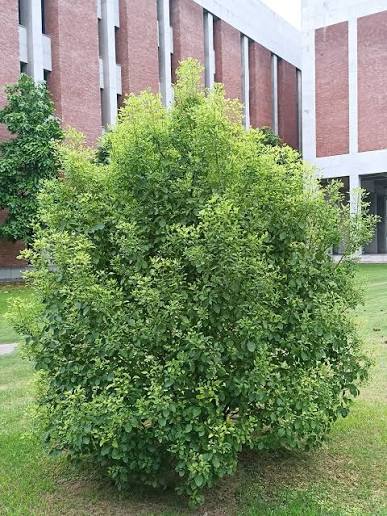 Cinnamomum camphora (multi-stem form)