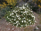 Cistus salviifolius