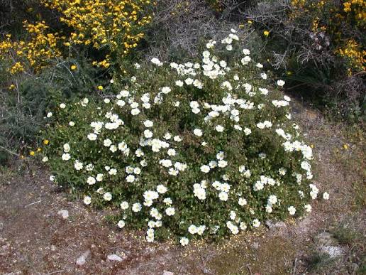 Cistus salviifolius