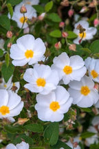 Cistus × hybridus