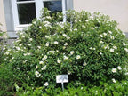 Cistus × hybridus