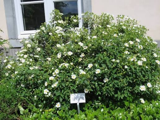 Cistus × hybridus