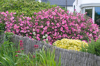 Cistus × purpureus