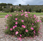 Cistus × purpureus