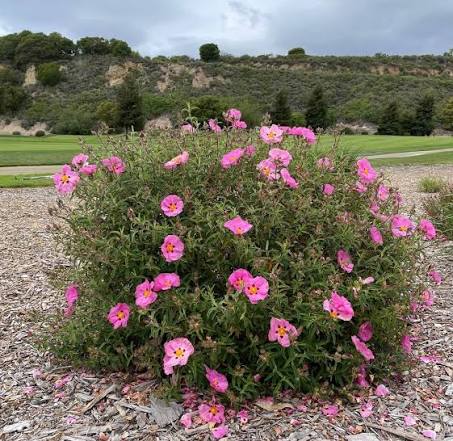 Cistus × purpureus