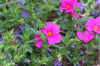 Cistus × purpureus 'Sunset'