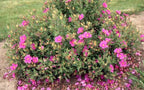 Cistus × purpureus 'Sunset'