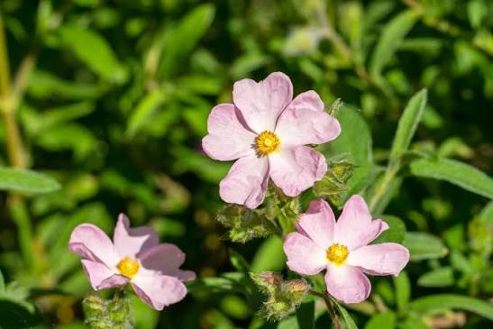 Cistus × skanbergii