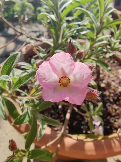Cistus × skanbergii