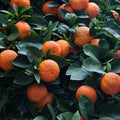 Citrus aurantium 'Seville' (column form)