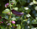 Citrus australasica (standard form)