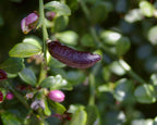 Citrus australasica (standard form)
