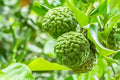 Citrus hystrix
