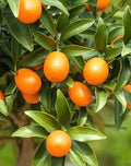Citrus japonica 'Meiwa'