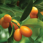 Citrus japonica 'Meiwa'