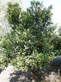 Citrus japonica 'Nagami' (standard form)