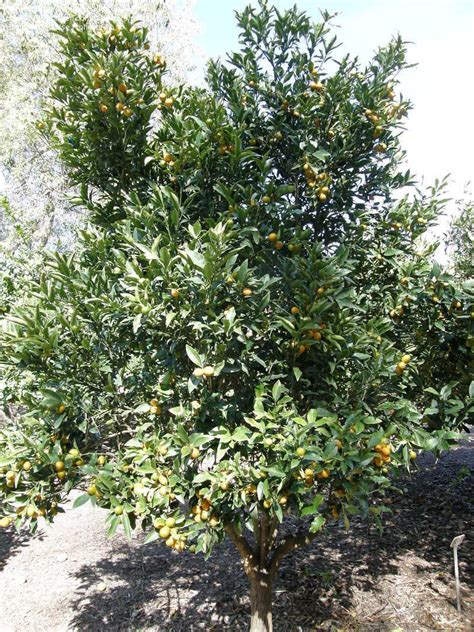 Citrus japonica 'Nagami' (standard form)