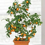 Citrus japonica 'Nagami' (standard form)